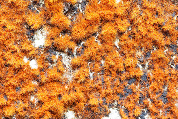 close up of orange fruticose lichen texture