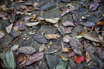  leaves on the floor