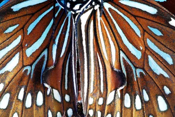 Zelfklevend Fotobehang Vlinder close up of beautiful butterfly wing as background