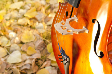 Cello outdoors in the park in fall autumn day with colourful leaves