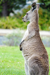 A wild grey kangaroo in Canberra, Australian Capital Territory