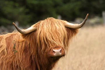 Poster de jardin Highlander écossais vache écossaise des Highlands
