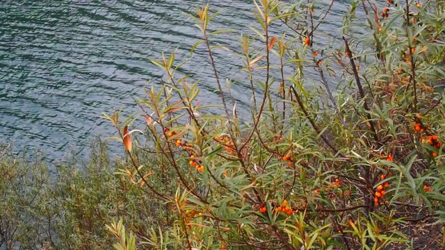 Hippophaes fructus on the background of water.