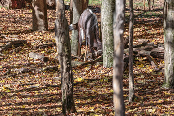 Sitatunga, Tragelaphus spekii, in mezzo alle alberi