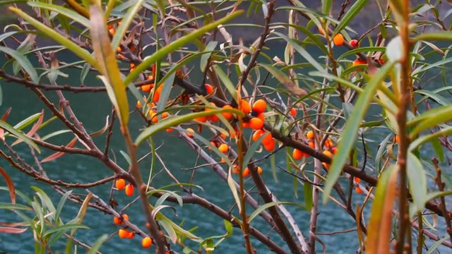 Hippophaes fructus on the background of water.