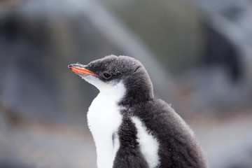 A Gentoo Penguin chick.