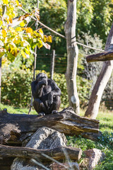 Pan troglodytes , chimpanzee on the rock