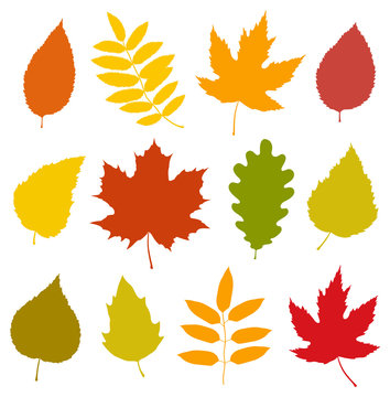 set of isolated colorful autumn leaves silhouettes