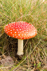 Roter Fliegenpilz mit weißen Punkten