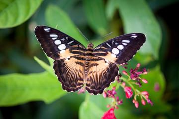 Clipper Butterfly