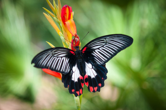 Arch-Wing Cattleheart Butterfly
