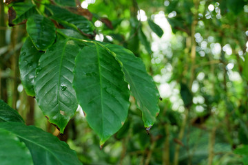 Fototapeta na wymiar Leaves of a Coffee Palant