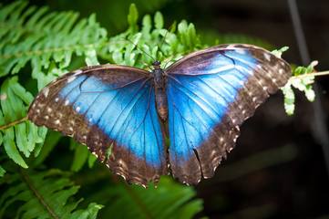 Blue Morpho