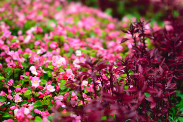  texture of pink flowers, autumn, loshitsky park