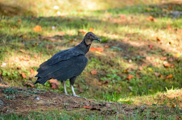 One black vulture in Virginia from the side