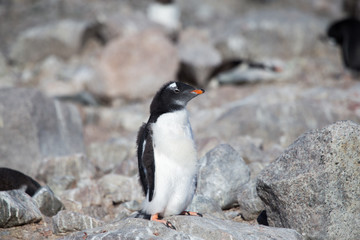 Fototapeta premium Gentoo Penguin, Neko Harbour, Antarctica