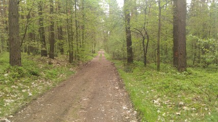 Forest road