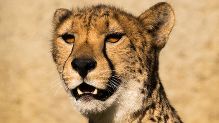 Gepard © JK