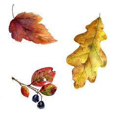 Set of autumn leaves, watercolor illustration