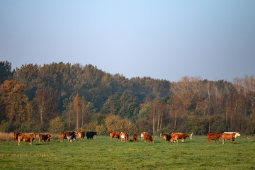 Kühe auf Weide im Hintergrund Wald
