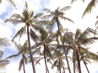 Fototapeta na wymiar Relax in tropical paradise, below coconut palm tree