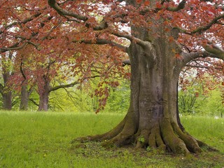 Baumriese - rote uralte Buche mit großen Wurzeln