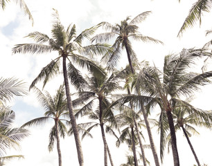 Fototapeta na wymiar Relax in tropical paradise, below coconut palm tree