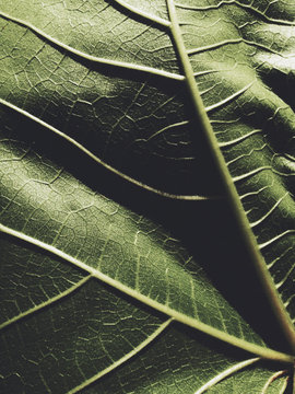 Close up of fig leaf