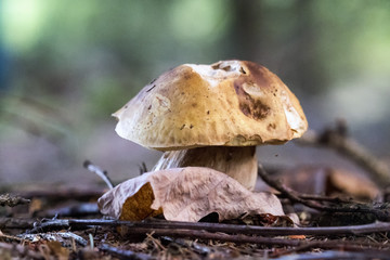 mushroom