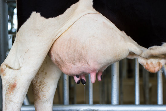  Closeup - udder of young cow female - in farm of Thailand  