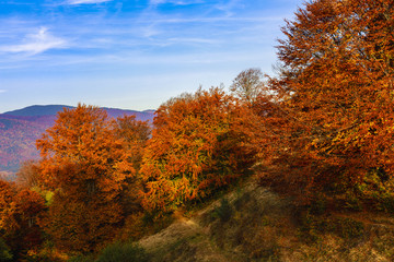 Fototapeta premium Beautiful young brunette enjoys a sunny day of autumn in nature