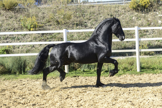 cavallo