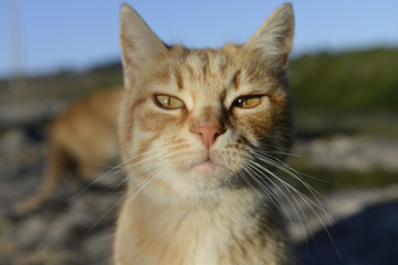 Obraz premium occhi di gatto