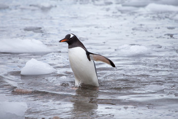 Gentoo Penguin, Neko Harbour, Antarctica