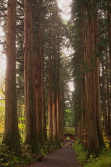 Obraz premium 山門からの並木道