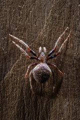 Tropical spider close up