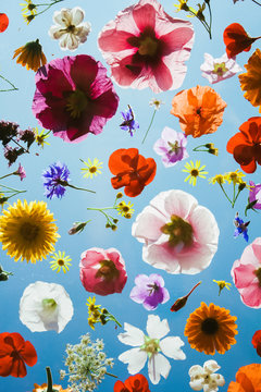 Blooming colorful flowers on blue sky background