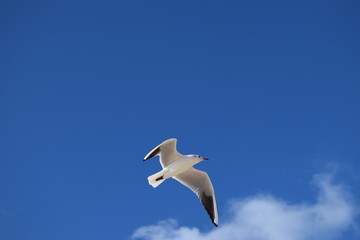 Gaviota