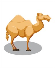 Cute camel-vector drawing-isolated white background