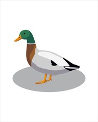 Obraz premium Mallard duck isolated on white background