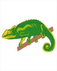 Chameleon in green color -vector drawing