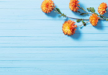 orange chrysanthemums on blue wooden background