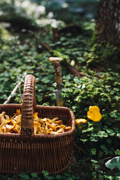 freshly hand picked chanterelle in a straw basket in the forest