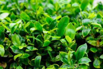Fototapeta na wymiar Close up Green leaf background. Natural, refreshment juicy greens. Selective focus