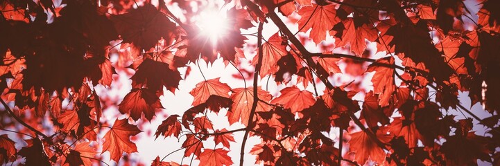 Low angle view of maple tree