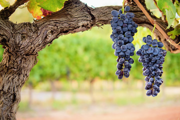 Two bunches of red grapes hanging from old vine with blurred background copy space