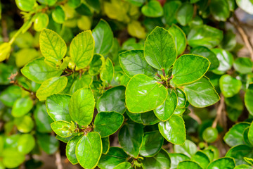 Close up Green leaf background. Natural, refreshment juicy greens. Selective focus