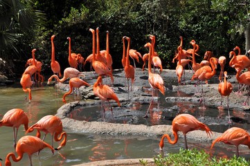 Flamingos in Bermuda