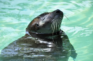 Fototapeta premium Seal in Bermuda 