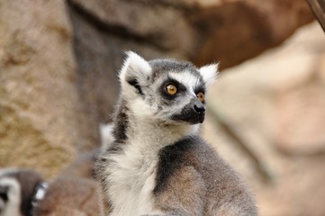 Naklejka na ściany i meble Lemur in Bermuda Zoo